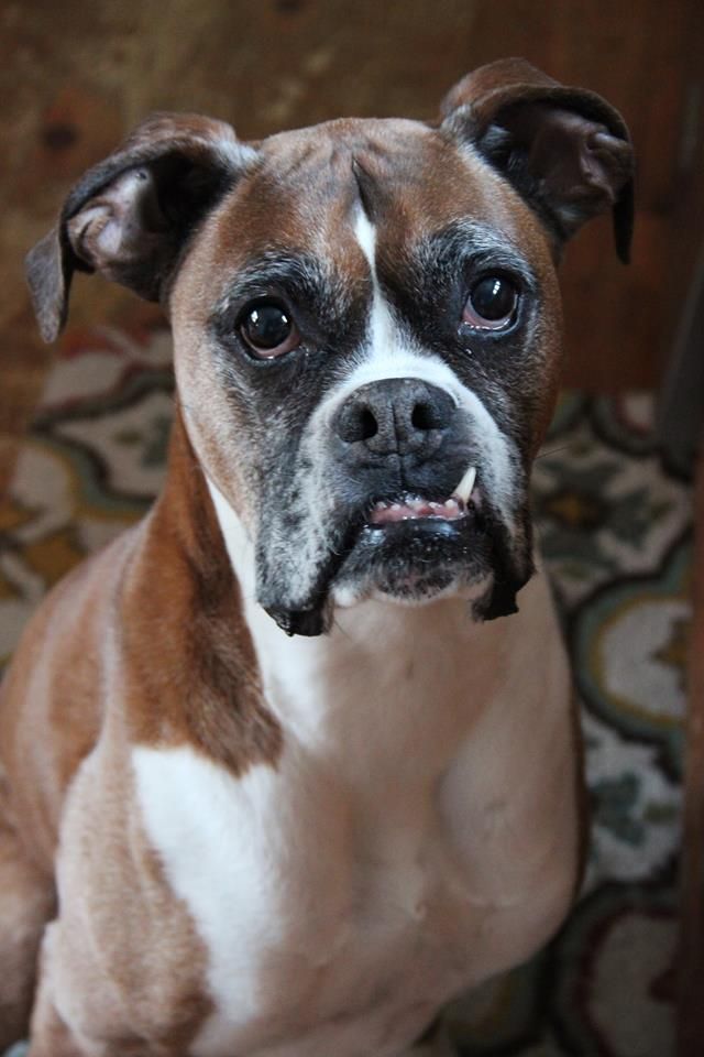 Snaggle Tooth Of Boxer Dog Boxer Love Boxer Dogs Boxer Bulldog