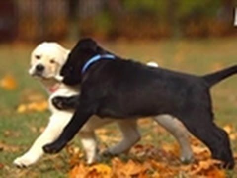 Too Cute Lab Puppies First Time Outside Dogs Dogs Dogs And