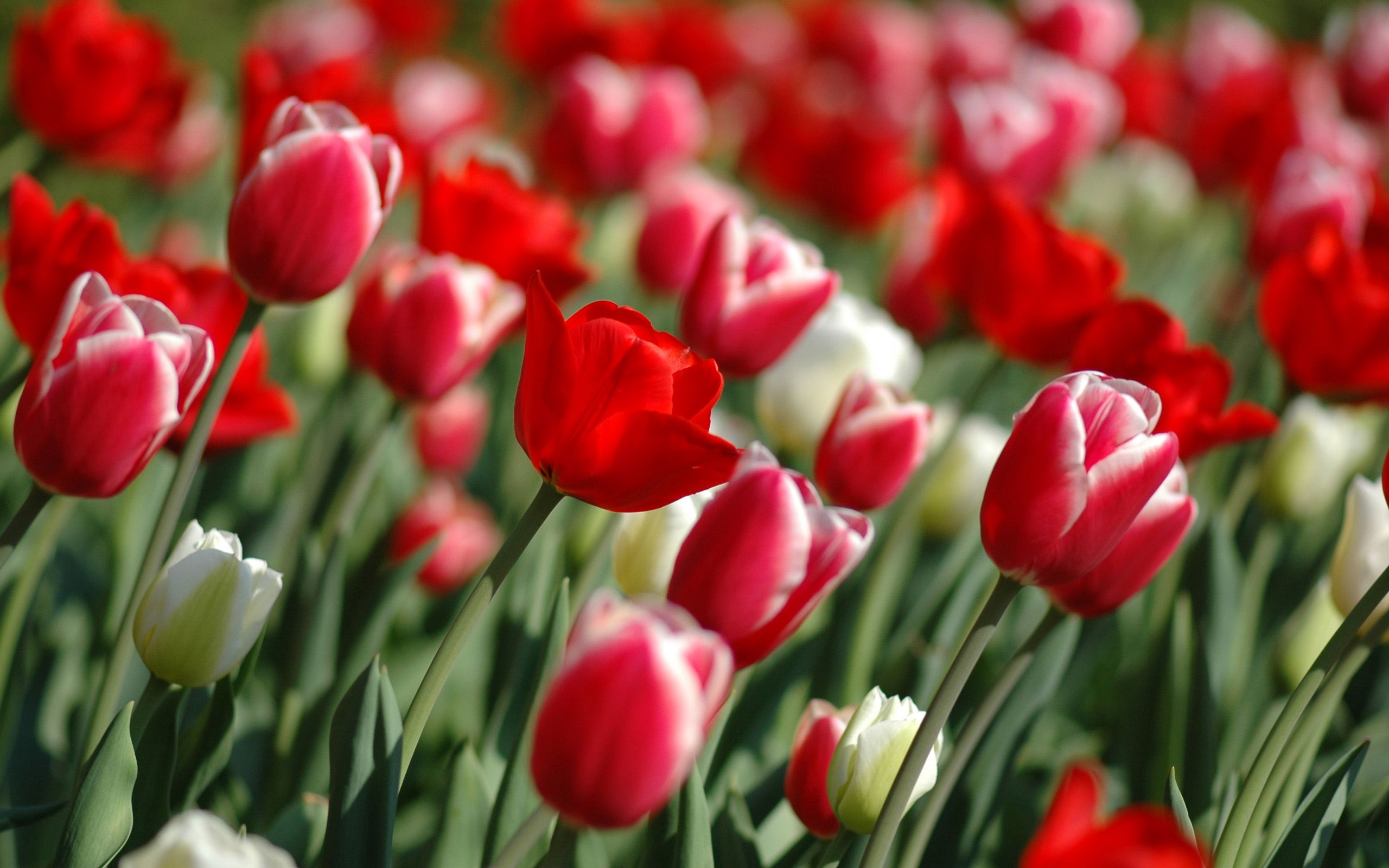 Dark Red Tulip Red Tulips Photography Red Tulips Red Flowers