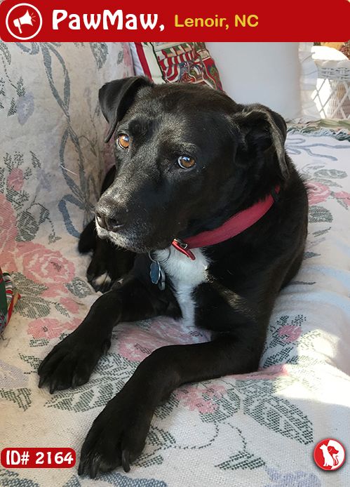 Species Dog Color Black Gender Female Breed Labrador Retriever