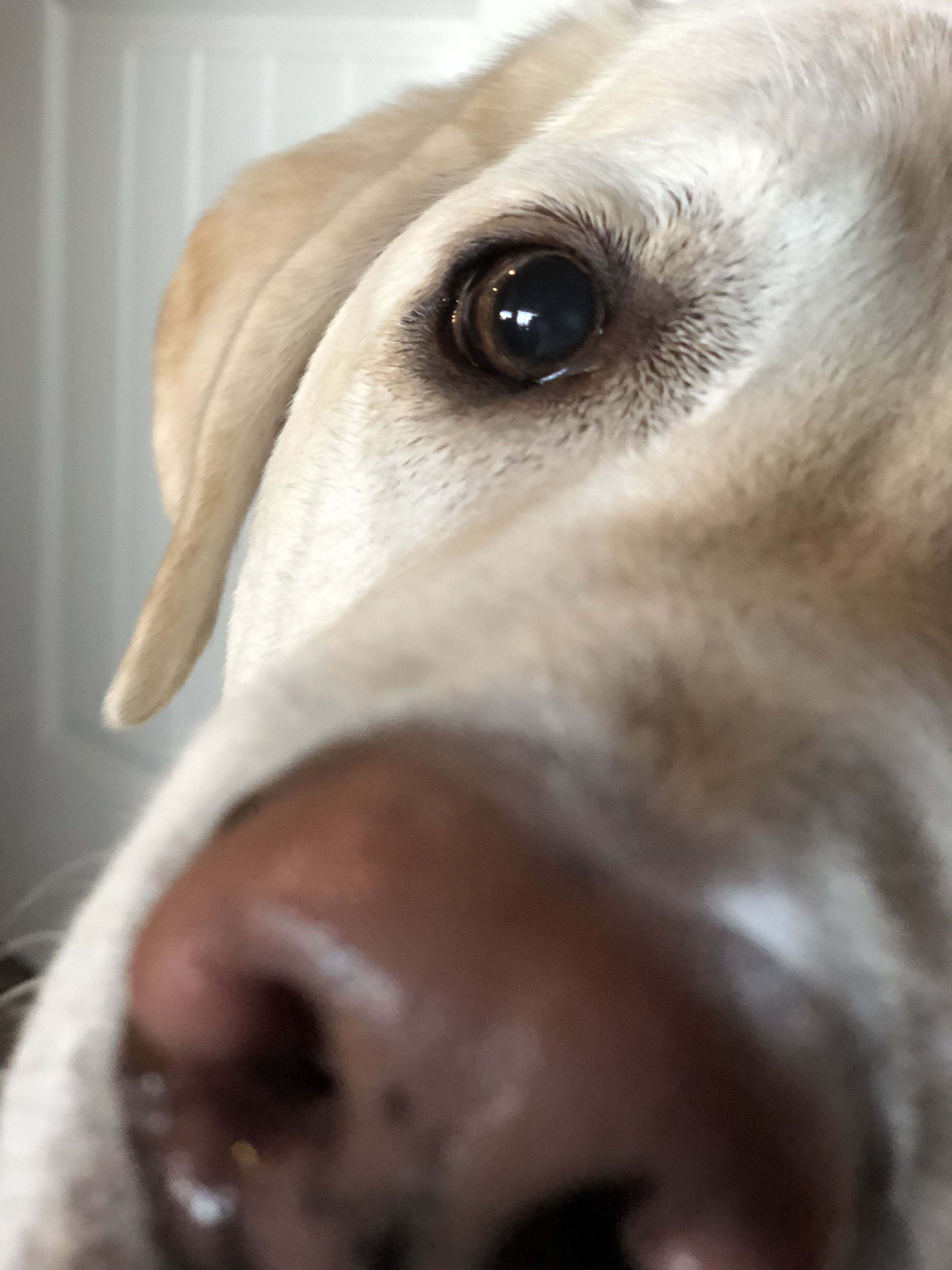 Labradorretriever Labrador Retriever Dogs Labrador