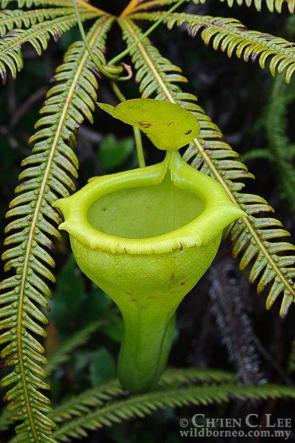 Could A Gene Bank Save Endangered Plants From Extinction Endangered Plants Weird Plants Wild Plants