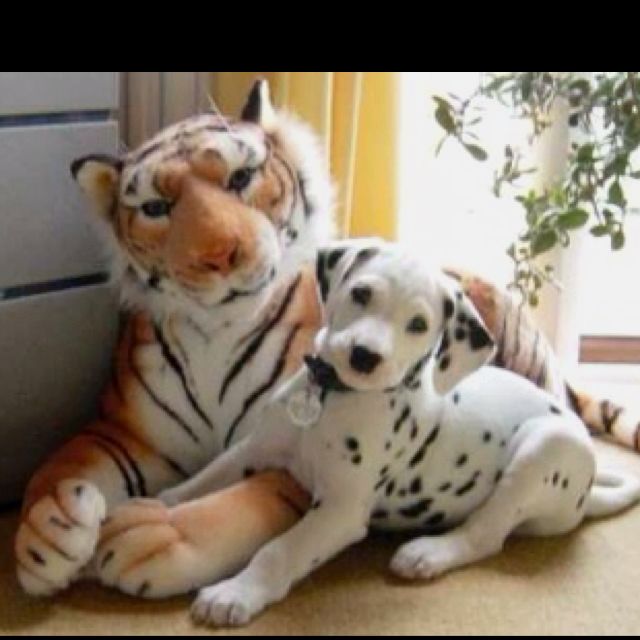 Dalmatian Dalmatian Dogs Animals Spots Dalmatians Https