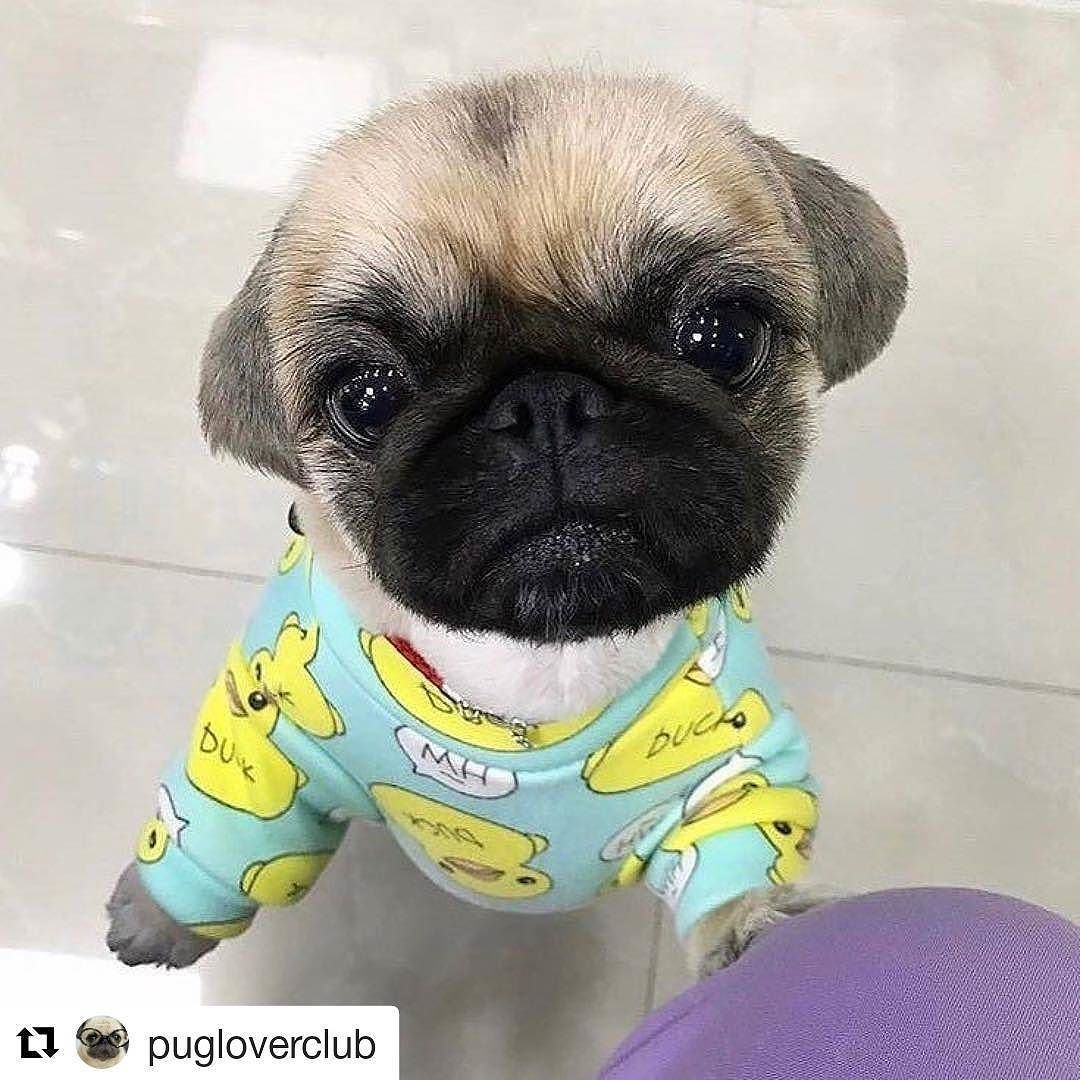 Follow And Like For Cute Pugs And Doggos If You Want A That Can