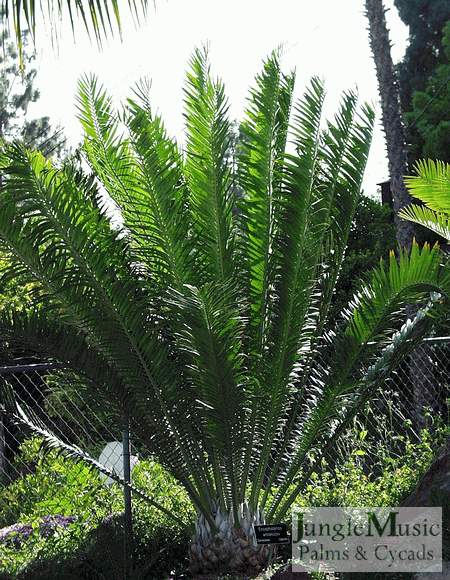 Pin Oleh Tjeng Min Latif Di Cycad 2020 Pin Oleh Tjeng Min Latif Di Cycad 2020