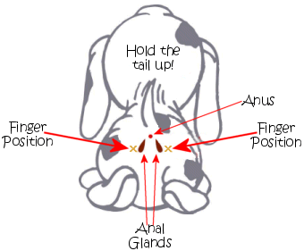 Dos anal glands Femdom slave blog