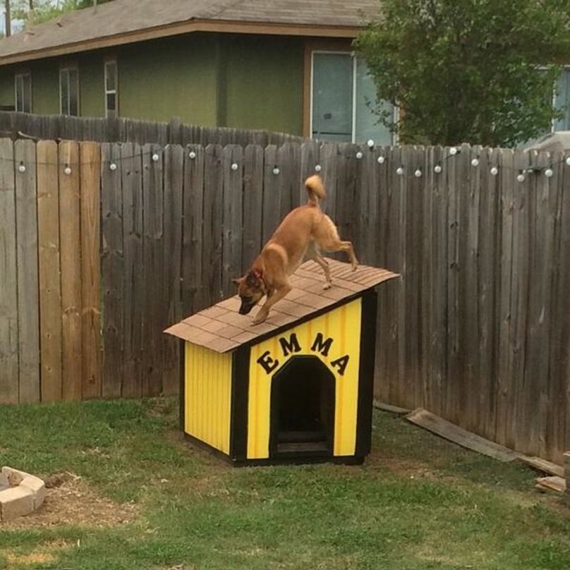 15 Dogs Who Don't Understand How Dog Houses Work | Dog houses, 15 dogs