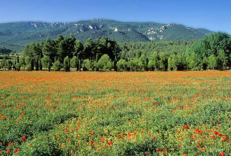 32 Ideas De Lugares Parques Naturales Vegetacion Del Bosque Día De Santa Lucía