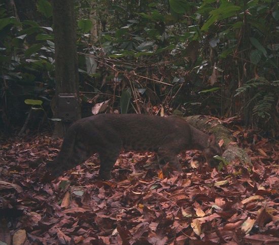 So little is seen of the cats that it's hard to estimate a precise population number, although the cats are listed as "Near Threatened" on the IUCN Red List. ARKive points out that the logging and deforestation that have turned much of the cat's woodsy habitat into savannah would suggest a population decline, and conflict with local farmers -- whose chickens and livestock the cats are known to target -- also puts the species in danger. Cat Habitat, Iberian Lynx, Rare Animals, Animals Of The World, Endangered Species, Woodsy, Black Bear, Science And Nature, Livestock