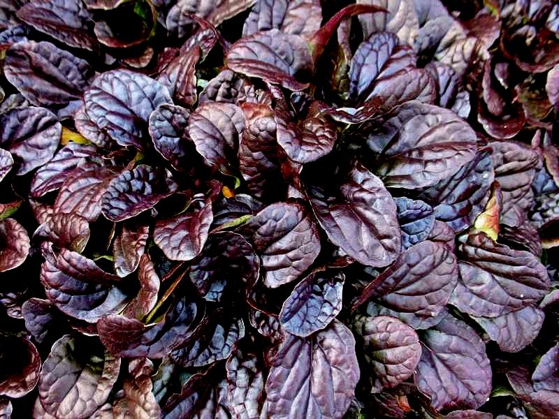 Ajuga reptans Mahogany https://lafa.ru/plants/p/65735-zhivuchka-polzuchaya-makhagon/?utm_source=pinterest&utm_term=65735 Регион: Для Подмосковья, Высота до см: 15, Время цветения: Июнь / Май, Аромат: Нет, Окраска цветка: Голубая, Весенняя окраска листвы: Бордовая, почти чёрная, Летняя окраска листвы: Бордовая, почти чёрная, Осенняя окраска листвы: Бордовая, почти чёрная, Форма листа: Обратно-яйцевидный, Шипы: Нет, Зона морозостойкости: Московская область, большая часть россии (зона 4). Herbaceous Perennials, Flowers Perennials, Chameleon Plant, Perennial Ground Cover, Tree Seedlings, Bellflower, 1 Live, Fall Plants, Rhizome