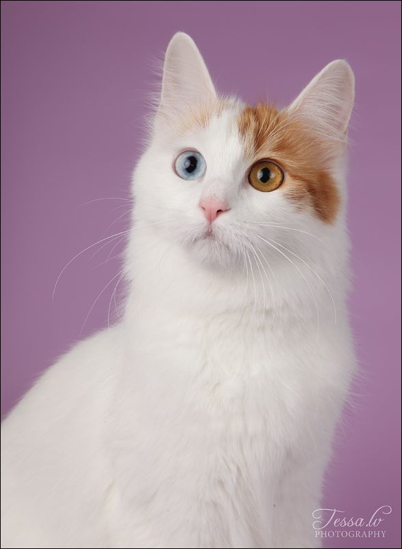 turkish van cat the turkish van is a big beautiful cat with turkish van cat the turkish van is a big beautiful cat with distinctive markings on its head and tail and an unusual love of water also k