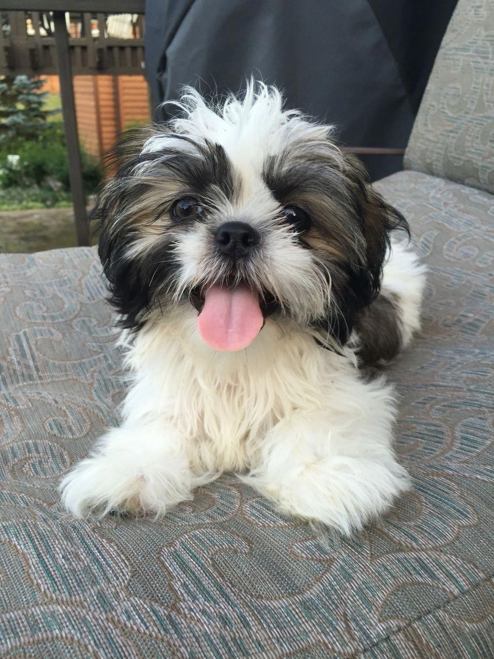 Cute Shih Tzus Personality Shihtzumania Shitzusaopaulo Shitzu