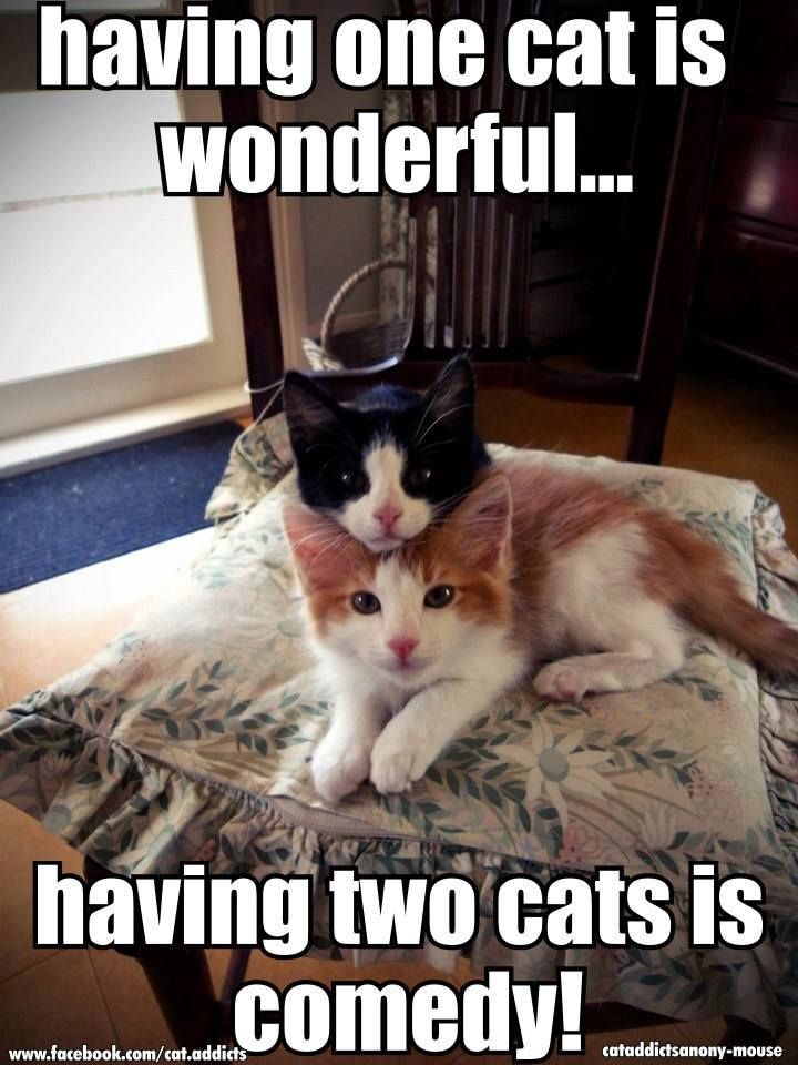 all day every day can t get enough of my two cats kitty cats can t get enough of my two cats