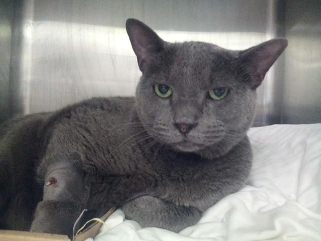 mickey a1012337 nyc acc urgent neutered male blue russian blue mickey a1012337 nyc acc urgent neutered male blue russian blue mix