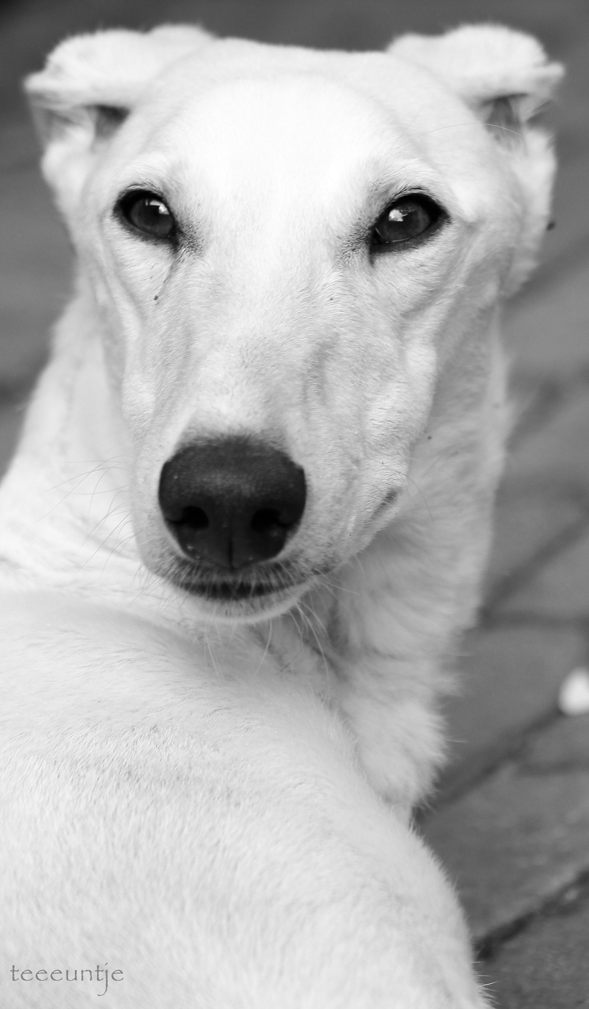Such Und Find Hunde Such Und Find Hunde
