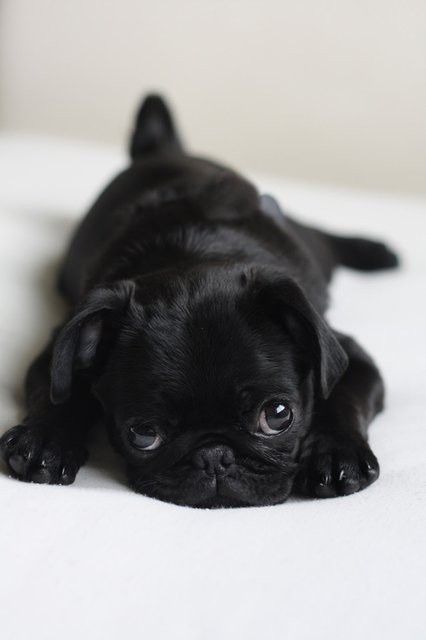 Black Baby Pug By Tami Baby Pugs Cute Animals Cute Pugs