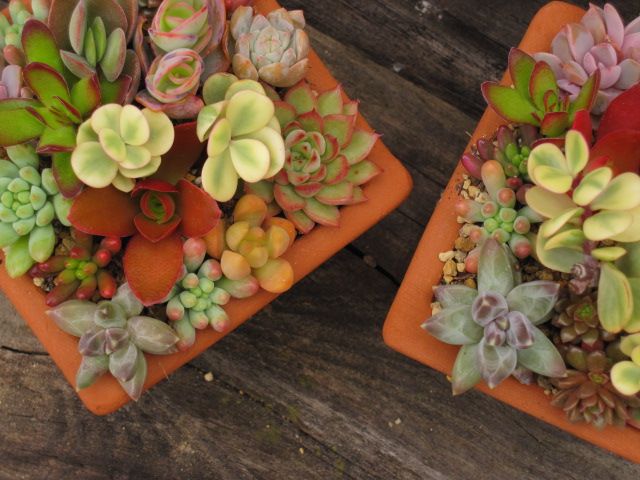 紅葉まつり Succulents Mini Succulents Plants 紅葉まつり Succulents Mini Succulents Plants
