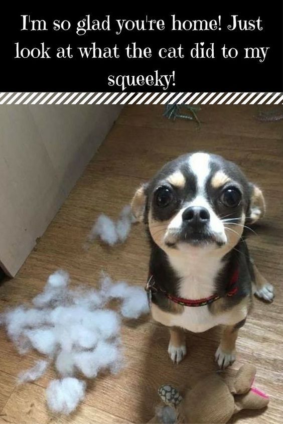 a funny doga cats and dogs pinterest dog animal and funny animal 0d3f1d754ea30fe948c7a80cca522eda jpg