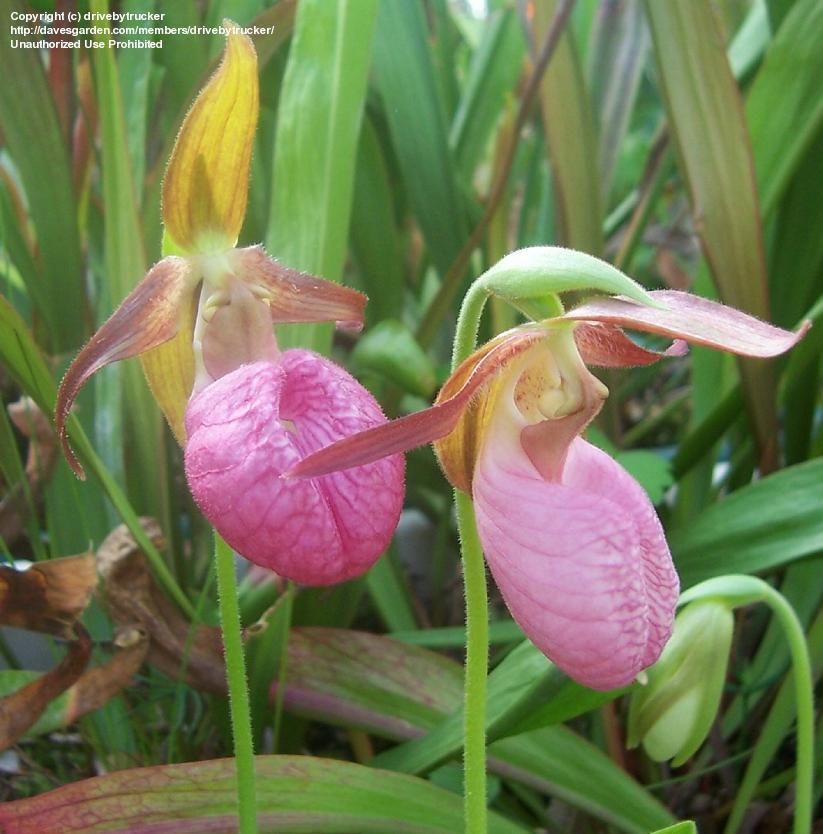 ipomoea slippers