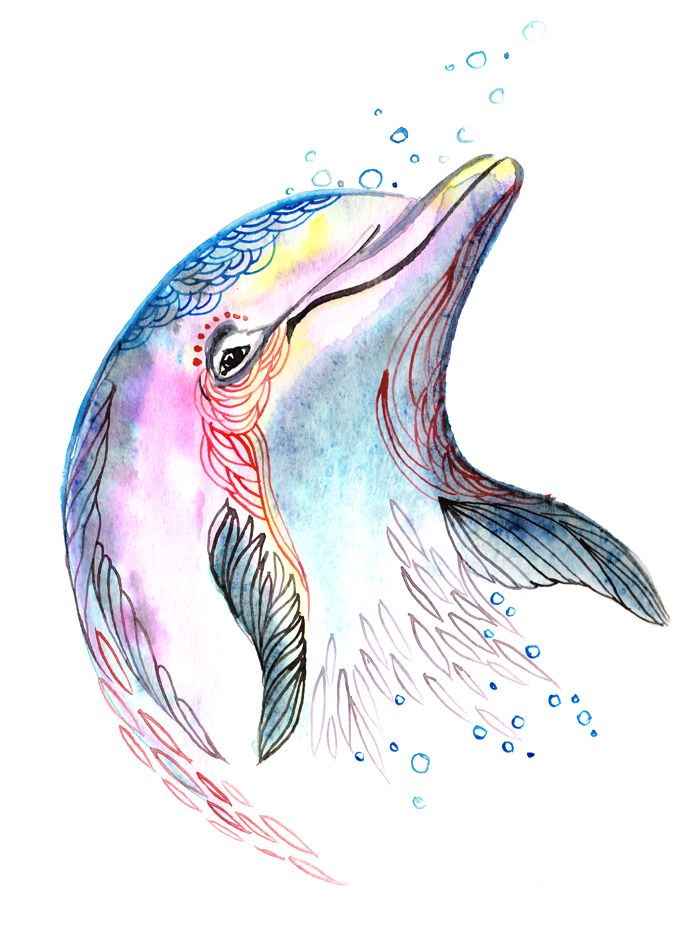 dolphin fish drawings dolphin fish drawings