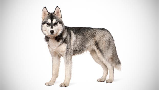 Siberian Husky Dog Breed Selector Dog Breed Selector Dog