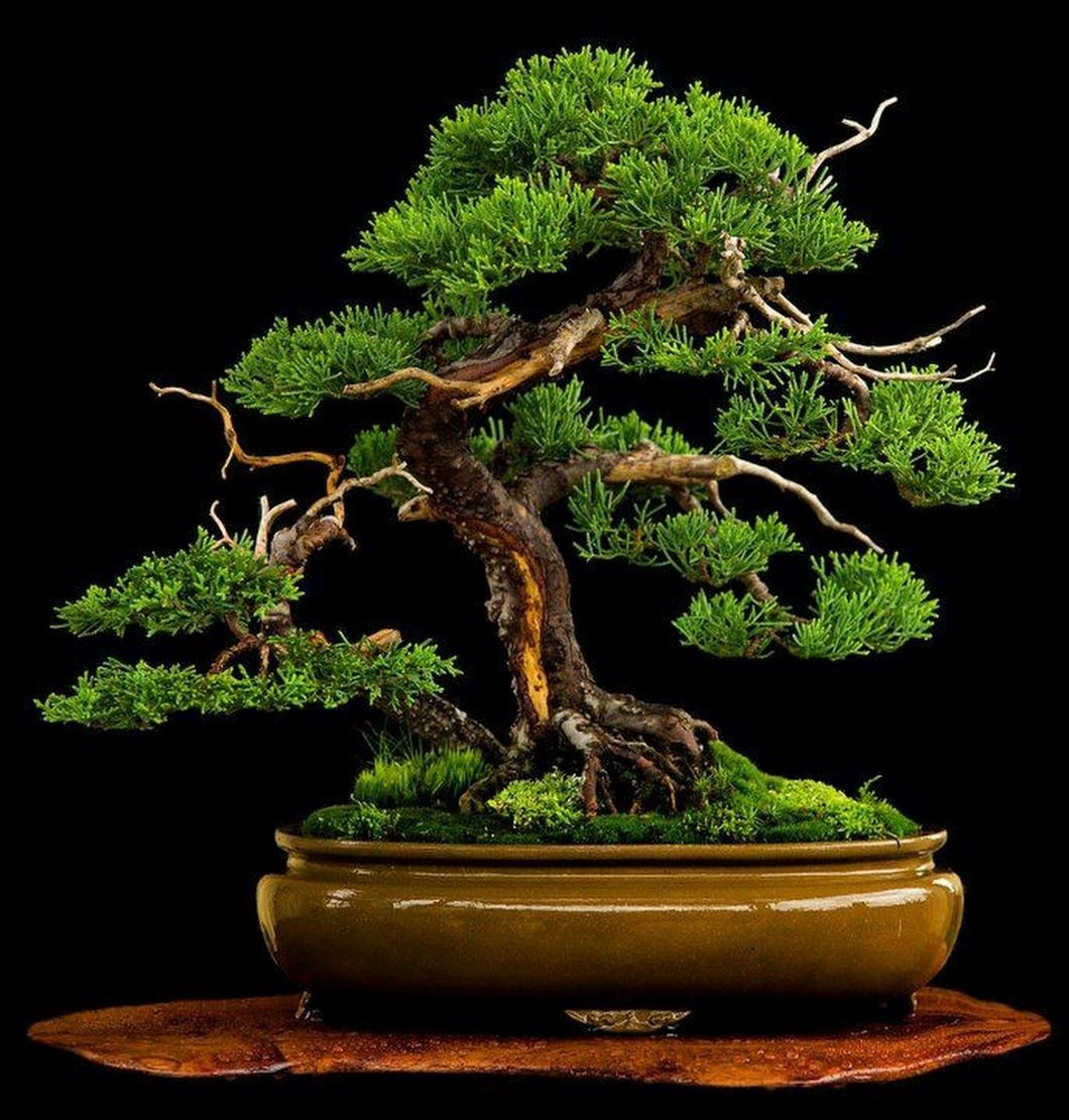 Amazing Bonsai Baum Wacholder Bonsai Bonsai