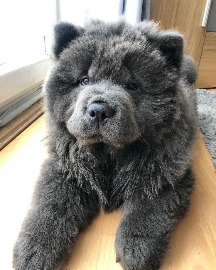 Chow Chow All Information Cute Dogs Cute Puppies Chow Chow Dog Puppy Chow Chow All Information Cute Dogs Cute Puppies Chow Chow Dog Puppy
