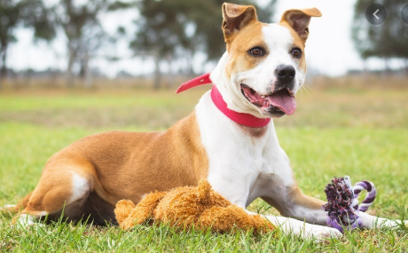 Petsmart And Petco Focus On Profit However You Have Your Canine S Finest Interests At Heart He In 2020 Dog Grooming Salon Decor Dog Grooming Salons Dog Grooming Shop