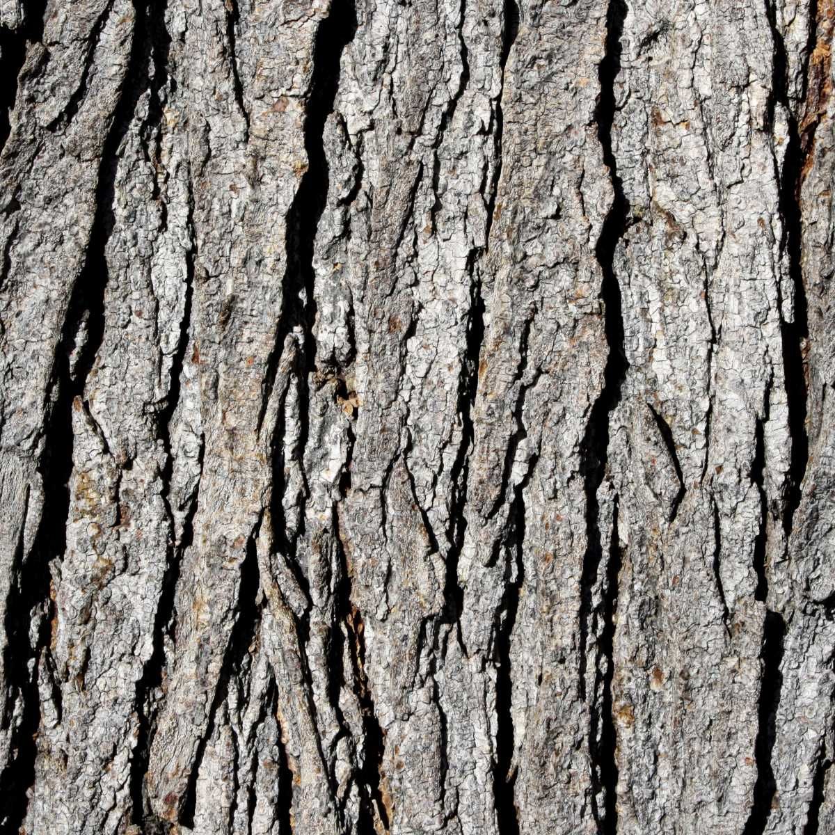 Tree Bark Grey Tree Bark With Moss Between The Bark Oak Tree