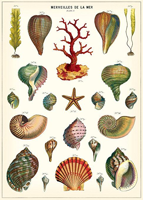Cavallini Poster und Geschenkpapier Vintage Oktopus