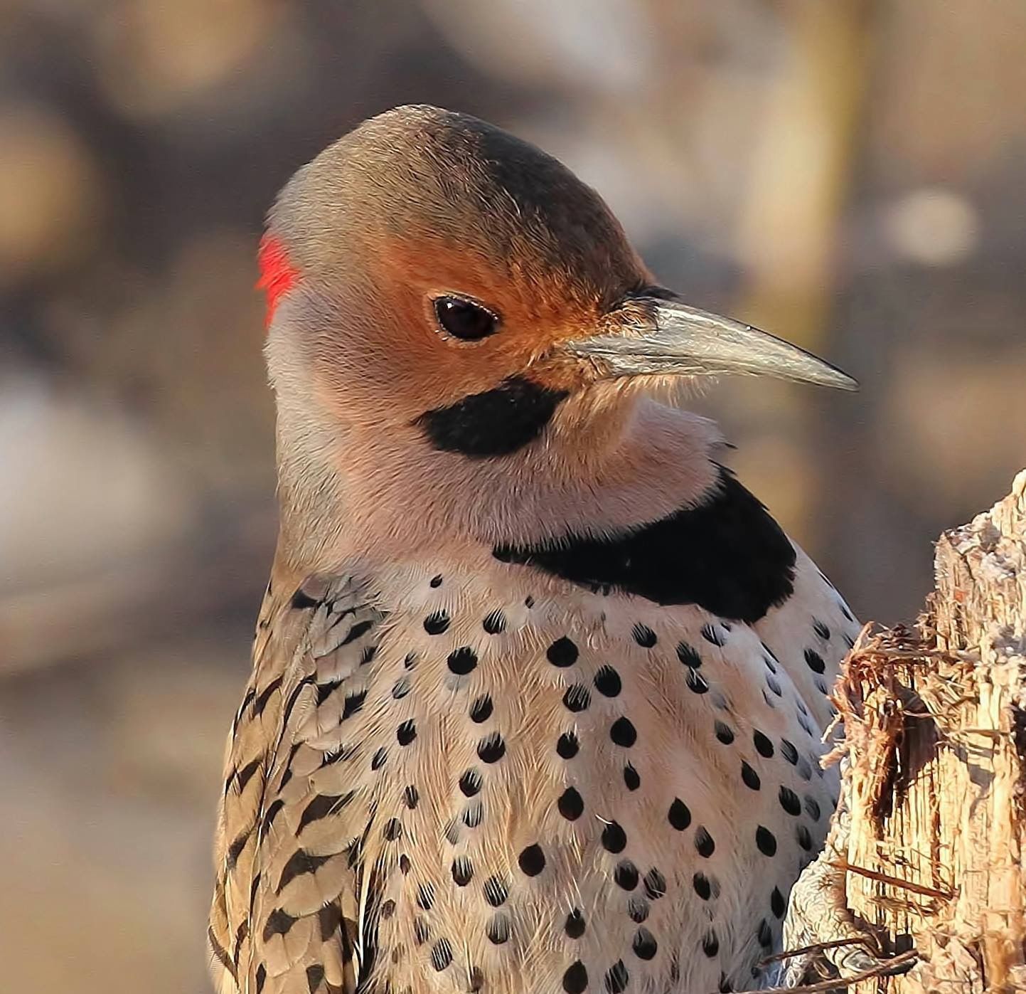 flicker images flicker images
