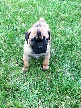 Is Your Dog S Nose Dry Crusty It Might Be Nasal Hyperkeratosis