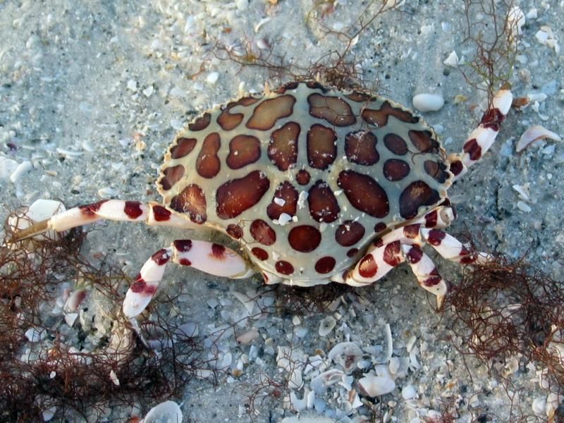 crab on the beach of sanibel island animals birds fish etc crab on the beach of sanibel island