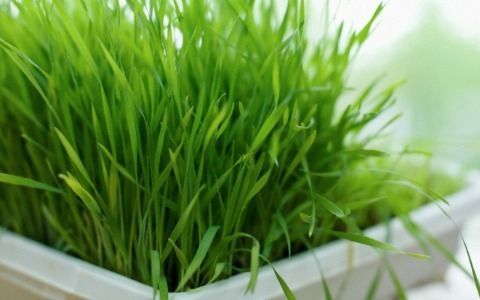 Pin On Kidney Friendly Food