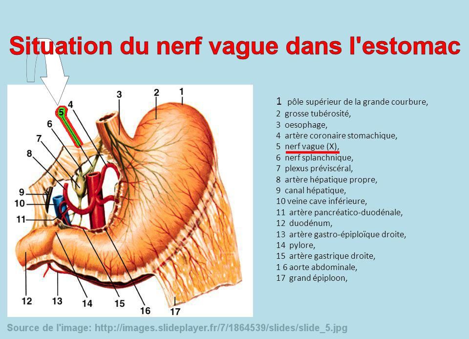Le terme vagal, vient du nerf vague, qui traverse l’organisme du cerveau jusqu’à l’estomac. Il est chargé de ralentir l’activité cardiaque, lorsque celle-ci s’accélère. Au ralenti, le coeur amène moins de sang aux artères, le cerveau est alors moins oxygéné, ce qui entraîne une perte de connaissance, d'où le malaise vagal. Nerf Vague, Traverse, Qi Gong, Sang, Spoonie, Mtc, Picasso, Pedicure, Cancer