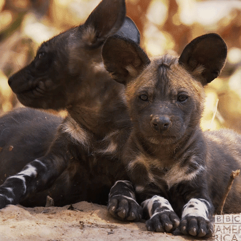Siblings Right Dynastiespaintedwolf Animal Gifs Bbc America Animals