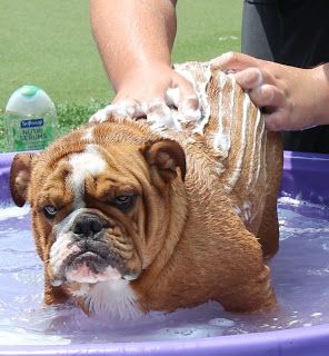How To Give Your Bulldog A Bath Annie Many Click The Picture To