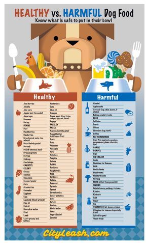 providing a healthy diet for your dog isn t always so obvious most providing a healthy diet for your dog isn t always so obvious most people know the obvious dangers like chocolate and grapes but did you know that onions