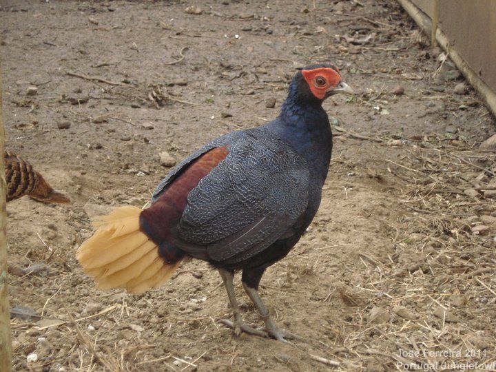 crestless fireback lophura erythrophthalma birds galliformes crestless fireback lophura erythrophthalma