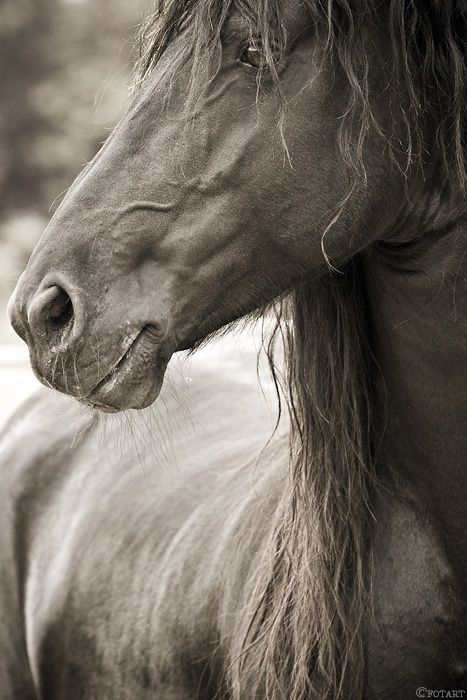 Horse I Love The Light Contrast Of Black And White Without The