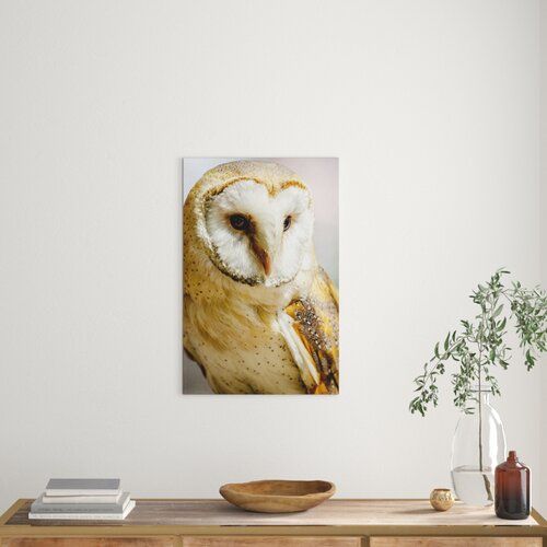 Barn Owl Photographic Print on Canvas Big Box Art Size: 76cm H x 50cm W