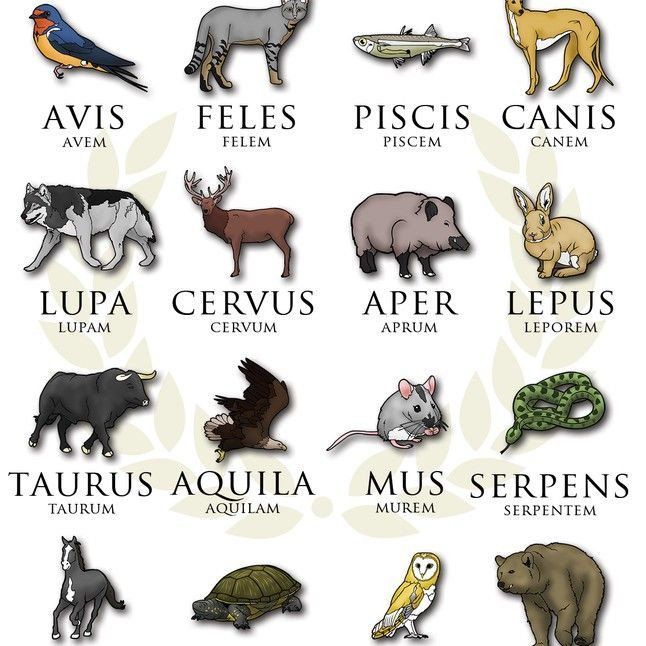 Latin Quotes Latin Phrases Latin Words Latin Language Learning Latin Quotes Latin Phrases Latin Words Latin Language Learning