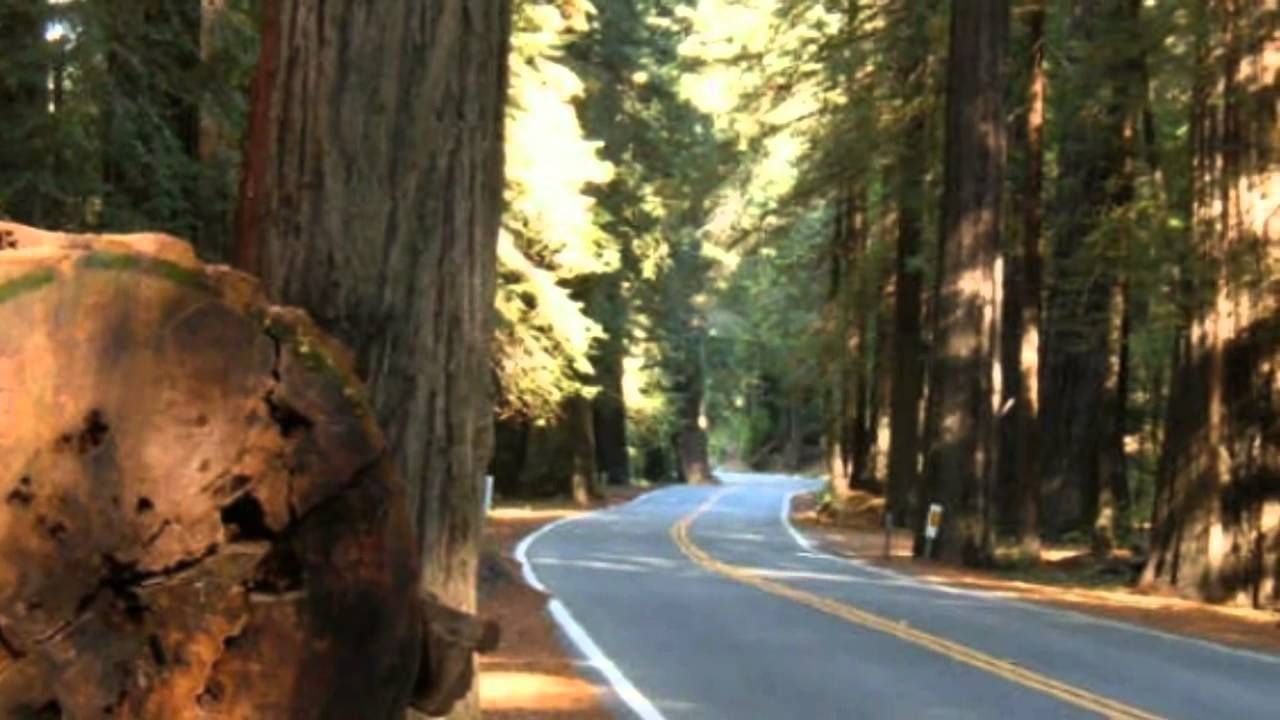 The Legend Of The Cedar Tree Cedar tree, Nature journal, Cedar trees