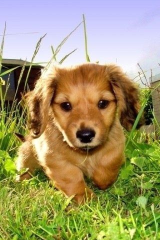 Little Doxin Dog Facts Dachshund Puppy Puppy Pictures
