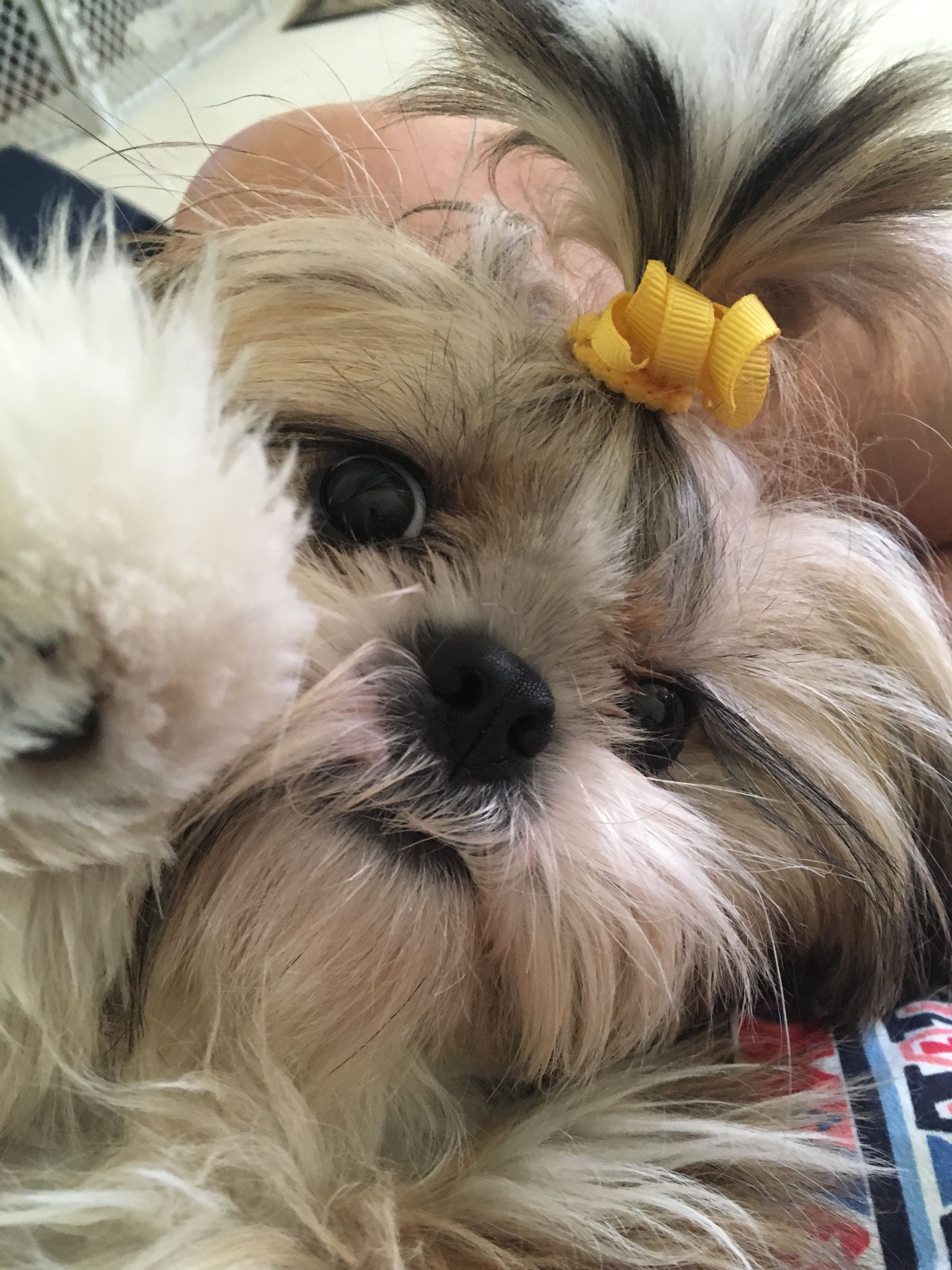 Pin By Brenda Martin On Shih Tzu Baby Dogs Cute Dogs Dog Love