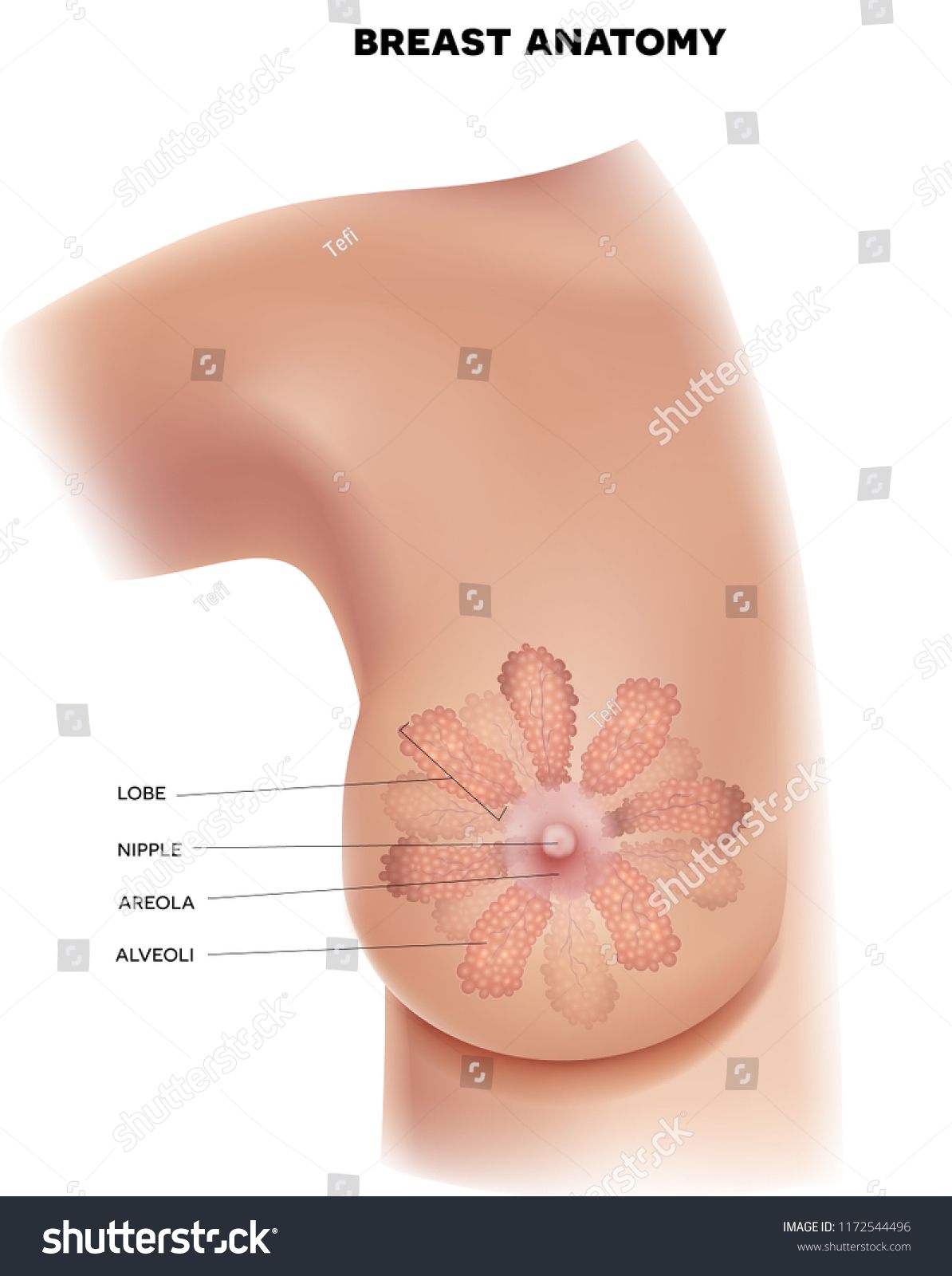 Pin On Areolas