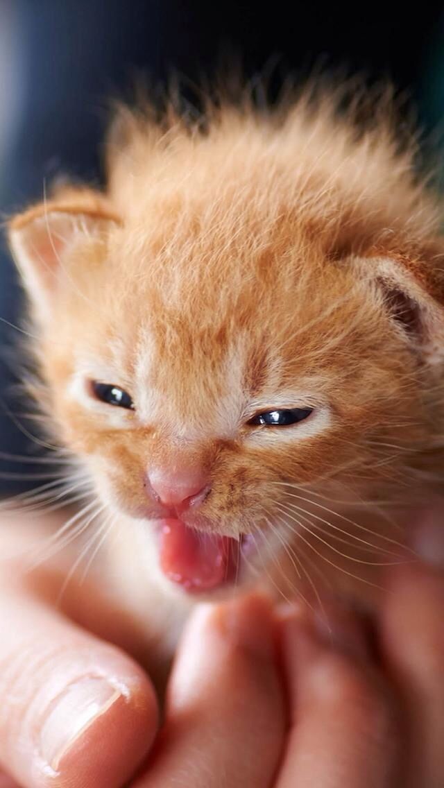 meow cats and kittens pinterest animal and cat cat