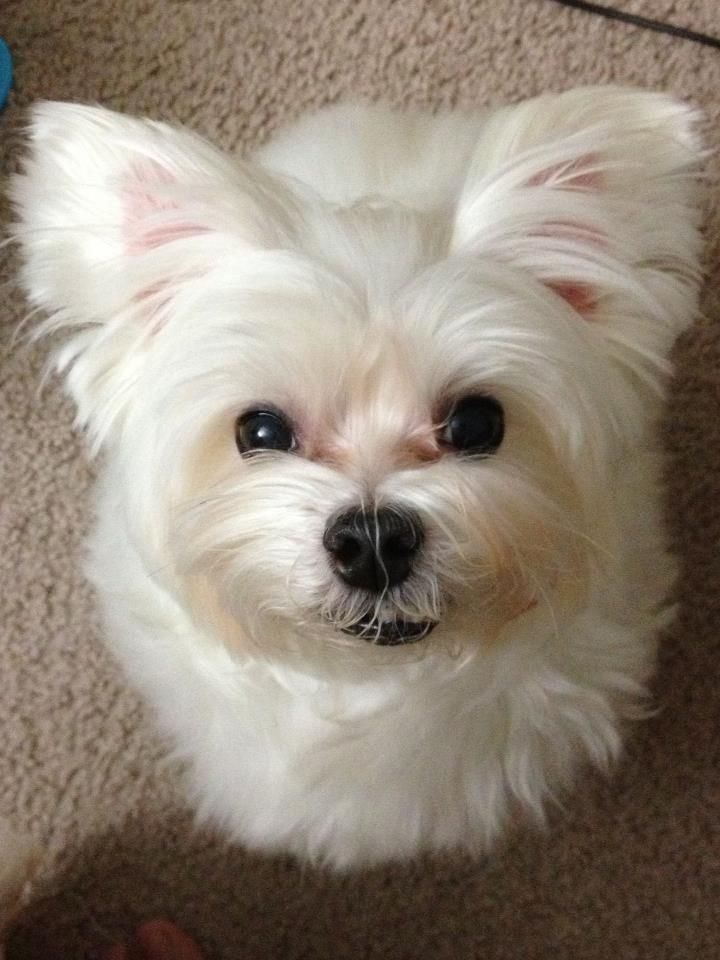 Do You Have Any Treats Maltese Dogs Animals Beautiful Cute Dogs