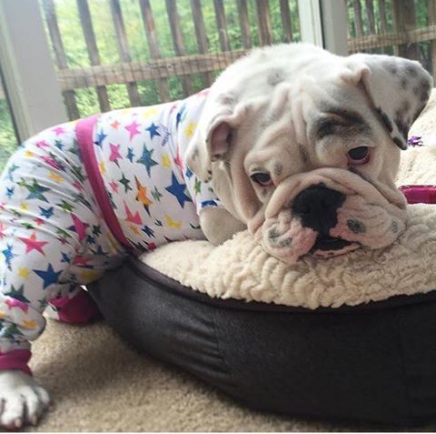 This English Bulldog Has Some Pretty Adorable Pjs Www Bullymake