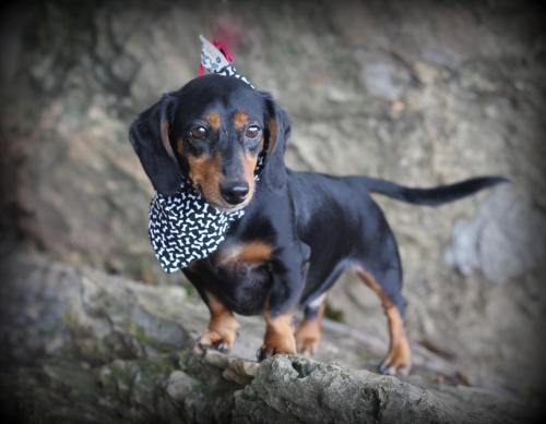 Adopt Jackpot On Dogs Dachshund Dachshund Dog